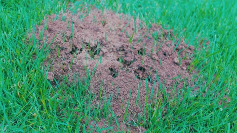 una colonia de hormigas brotando del suelo