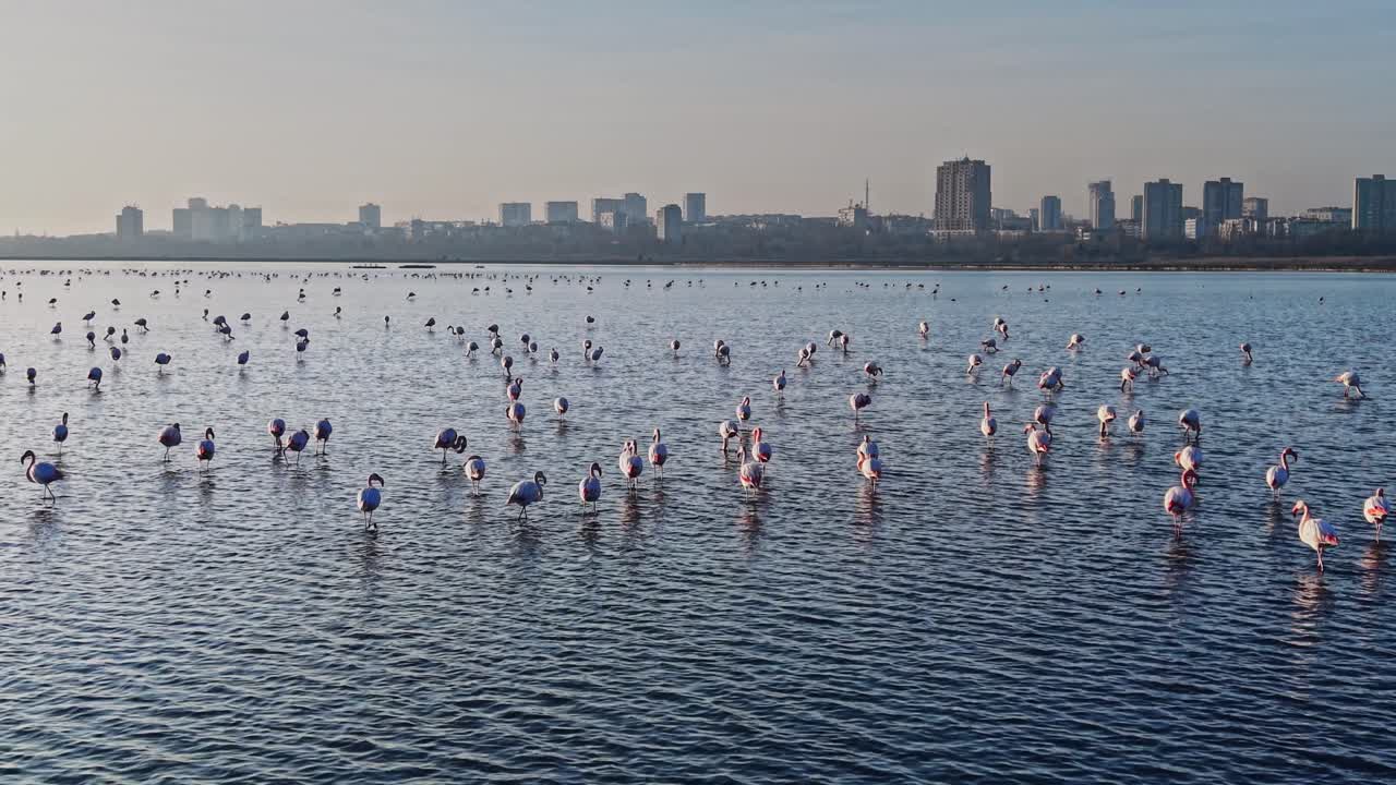 Flamingos wade in shallow water near city skyline at sunset
