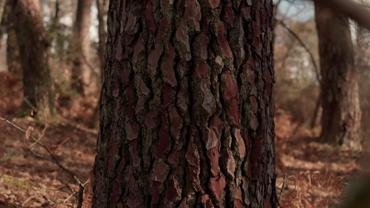 Texture della corteccia di pino in una ripresa con carrello laterale nella foresta. Dettaglio ravvicinato della superficie ruvida e naturale del legno su un tronco nel bosco che si muove lateralmente al rallentatore.