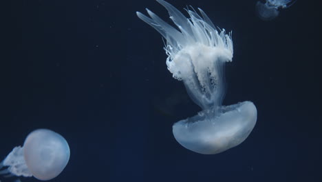 a beautiful jellyfish swims underwater