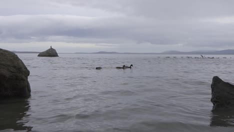 Patos-Nadando-A-Lo-Largo-De-La-Costa-Helada-Del-Océano-Durante-El-Invierno-En-Canadá-Festejando-Con-Algas