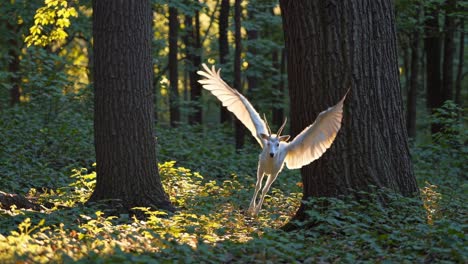 mythical white deer with wings in a forest