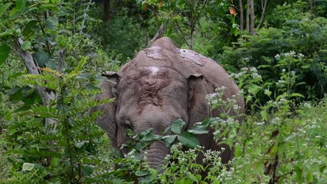 The-Asiatic-Elephants-are-endangered-species-and-they-are-also-residents-of-Thailand