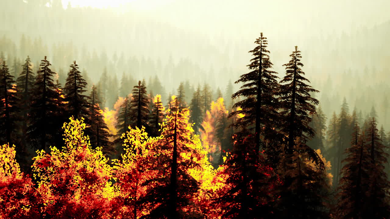 가을의 숲의 경치 좋은 풍경, 안개가 아오르고 빛이 나무들을 비추고 있습니다.