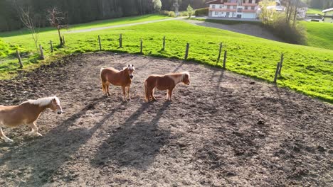 Horses-in-the-farm-in-Austria,-Hallstatt