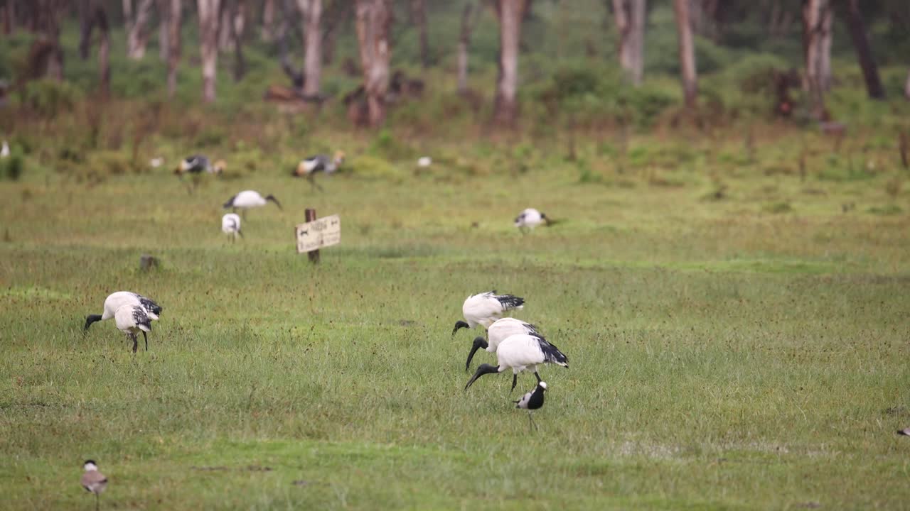 Australian Ibis in a Grassland