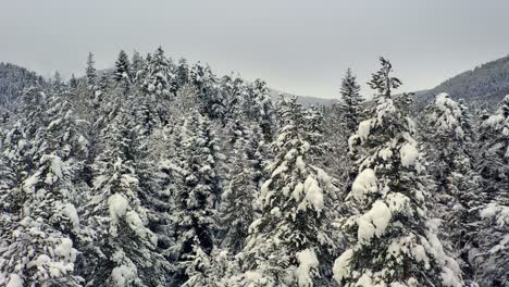 Hermoso-Bosque-De-Nieve-En-Invierno.-Volando-Sobre-Pinos-Cubiertos-De-Nieve.