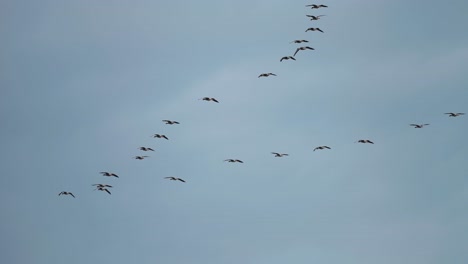 una bandada de aves migratorias vuela en la formación de cuña en el cielo nublado gris