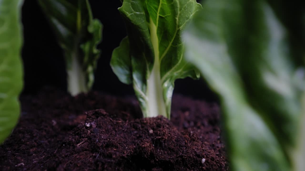 토양에 심어진 녹색 양배추 잎의 숲을 천천히 뒤로 당깁니다.