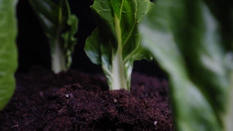 slow pull back through a forest of green cabbage leaves planted in soil