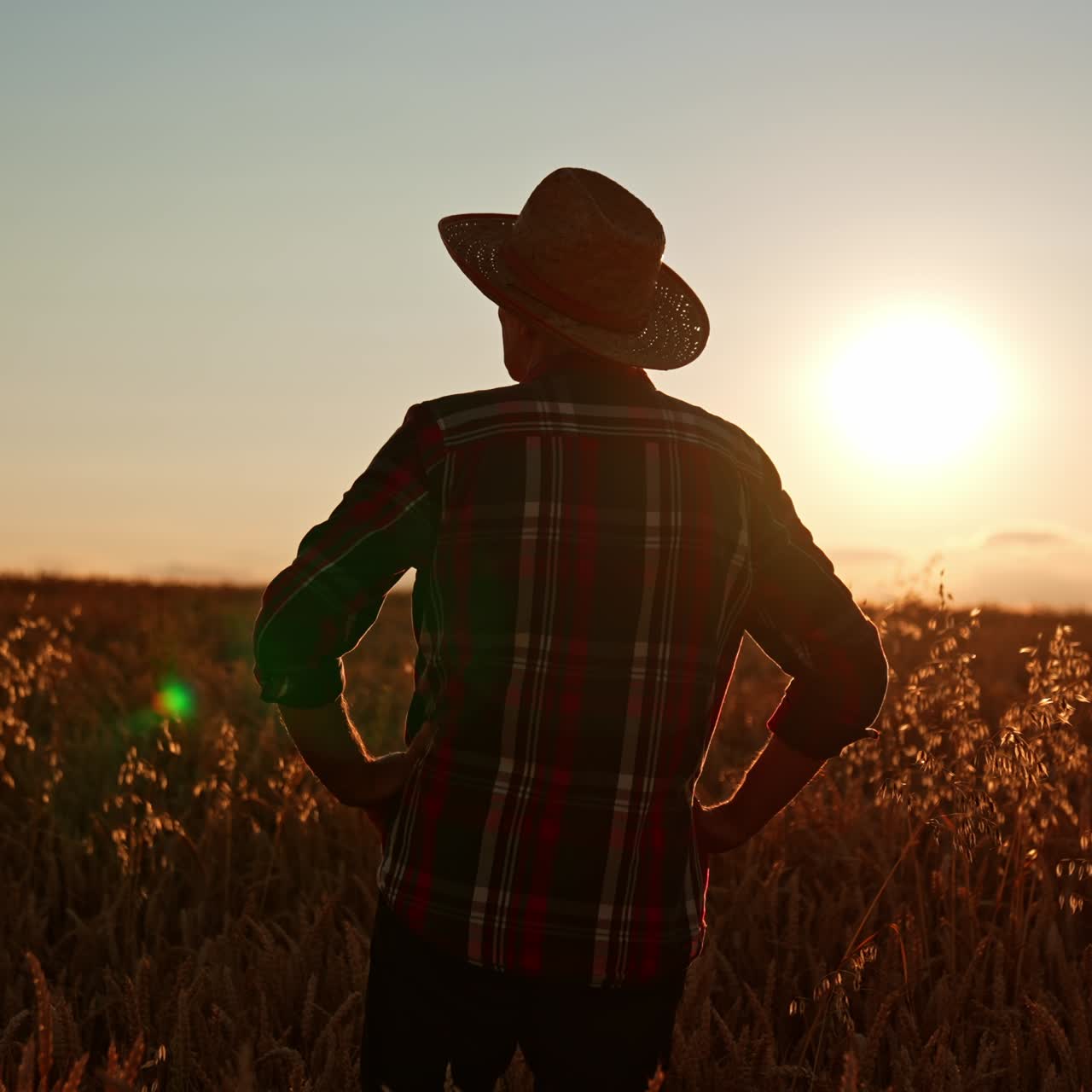 Owner of the wheat field looks at his crop of wheat. Man in hat looks around holding hands on hips. Setting sun at backdrop