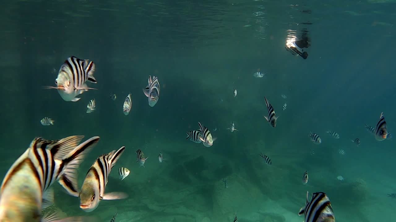 Beautiful Dascillus Reef Fish swimming next to a diver's camera - underwater