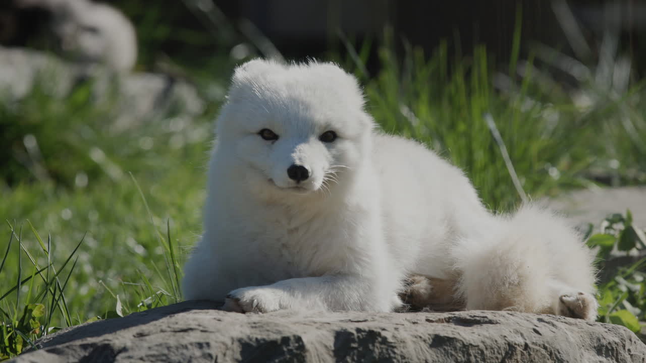 북극 여우가 잠에서 깨어 주위를 둘러봅니다. 동물과 함께하는 재미있는 동영상