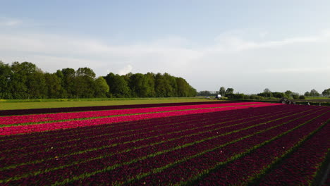 blooming tulips fields of netherlands near free way, aerial drone view