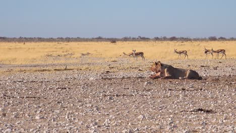 Dos-Hembras-De-Leones-Se-Sientan-En-La-Sabana-En-África-Contemplando-Su-Próxima-Comida-Como-Antílopes-Springbok-Caminando-En-La-Distancia-1