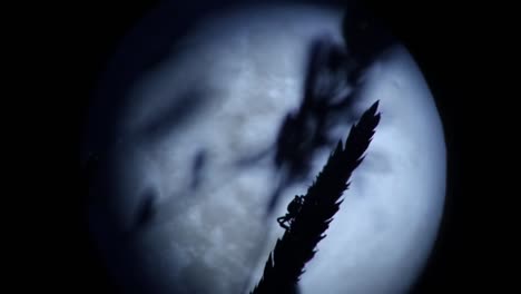 insect in shadow in front of the full moon in macro photography, at night, the moon is full in the background