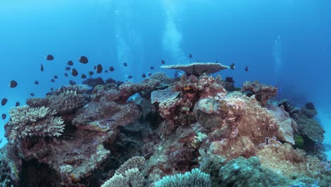 A-colourful-coral-formation-rises-from-the-ocean-floor-surrounded-by-the-deep-blue-ocean-water