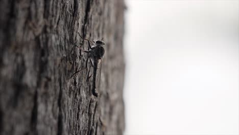 Mosquito-En-La-Corteza-De-Los-árboles-Macro-Queensland-Australia