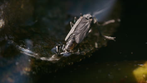 Macro-shot-of-a-Chironomid-midge-on-the-water-surface,-possibly-laying-eggs,-moving-gently-in-the-breeze-under-bright-sunshine