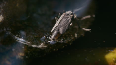 fotografía macro de un mosquito quironómido en la superficie del agua, posiblemente poniendo huevos, moviéndose suavemente en la brisa bajo el sol brillante
