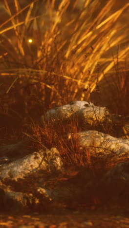 fireflies glowing in the grass at sunset