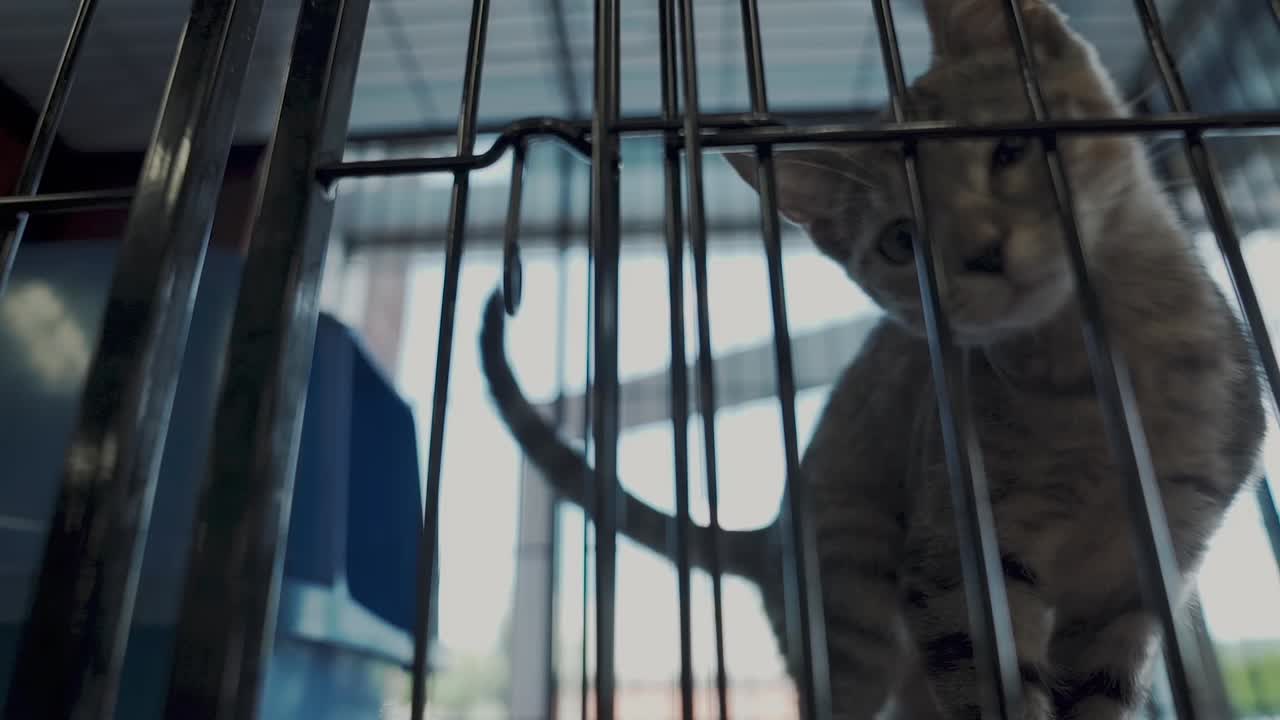 Adorable kitten waiting to be adopted.