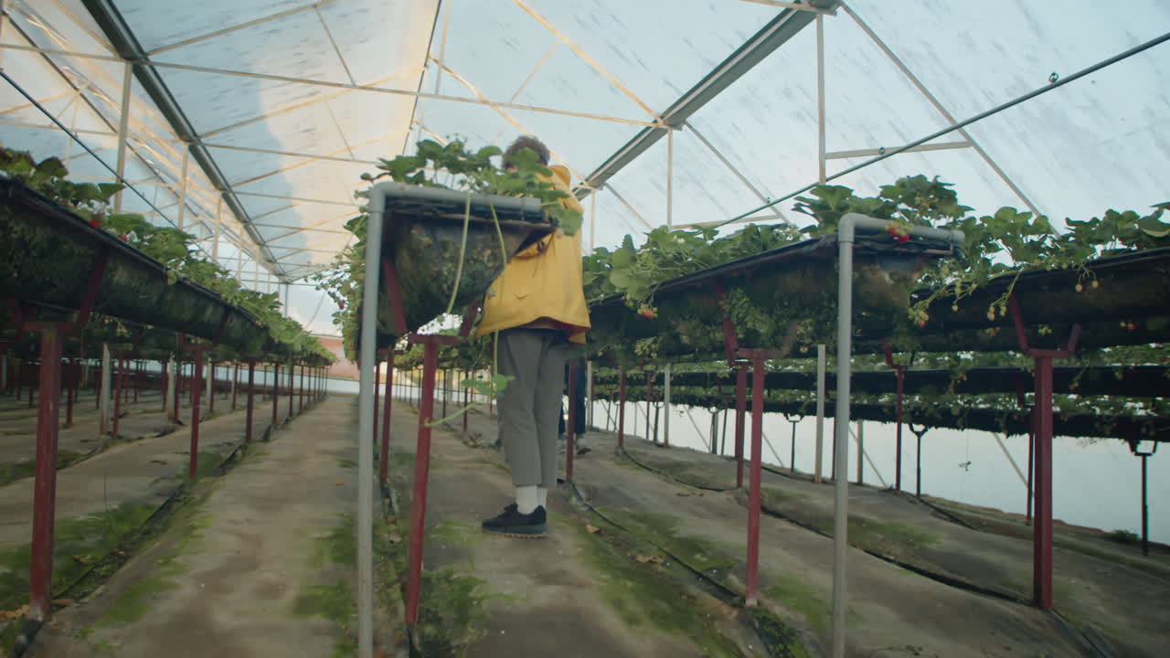Female Berry Pickers Walking Between Rows in Greenhouse Farm