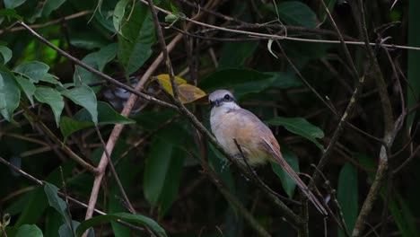alcaudón marrón, lanius cristatus visto mirando hacia el espesor de la jungla mientras está posado en una ramita y luego mira hacia atrás revelando su rostro encantador, parque nacional khao yai, tailandia