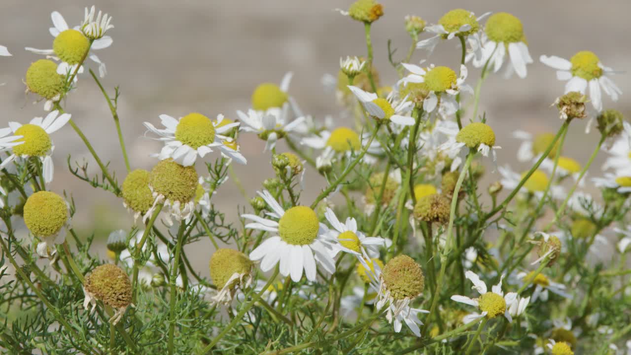 Close-up of blooming chamomile flowers moving in a light breeze, with a softly blurred natural background and steady camera framing, daylight