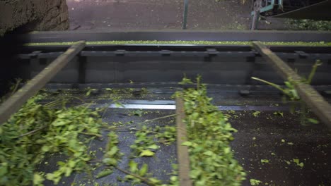 green tea leaves moving on a conveyor belt for the leaf selection process