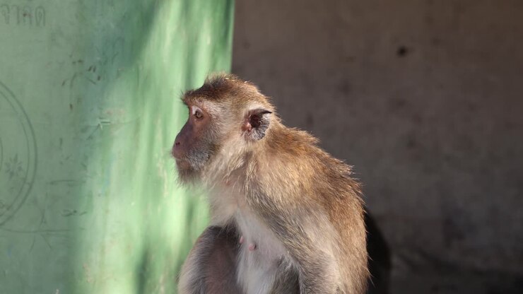 A monkey looks around, appearing curious and alert.