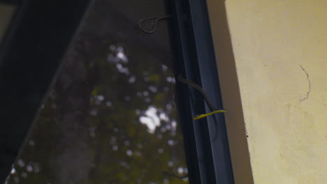 a curious bronze back tree-snake slithers on top of a window on a gloomy day