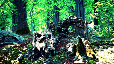 forest landscape with old massive trees and mossy stones