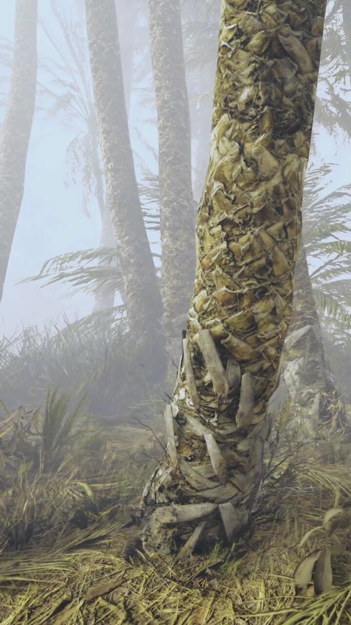 Palm trees in foggy landscape near grass at morning time