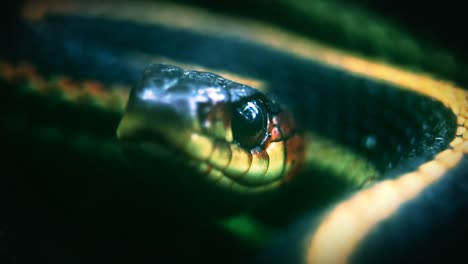 un clip sobre una serpiente enrollada en cámara lenta