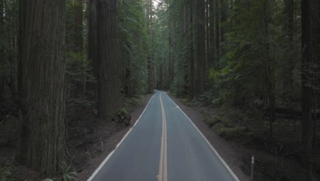 low flight down straight two-lane road lined with redwoods in avenue of the giants, northern california