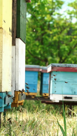 Honey bees swarming and flying around their beehive. Apiculture. Vertical video