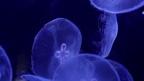 moon jellyfishes in all its beauty