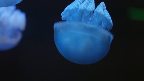 Barrel-Jellyfish-In-The-Water-Against-Black-Background