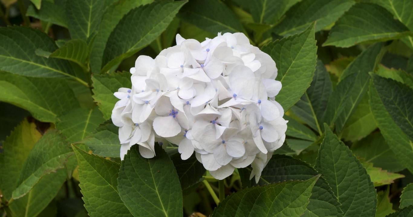 Hydrangea macrophylla nei Giardini Butchart di Victoria, Columbia Britannica, Canada.