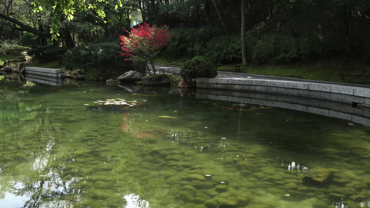 가을 한국 사원 정원에서 잉어 물고기와 연못 바닥에 이끼 바위
