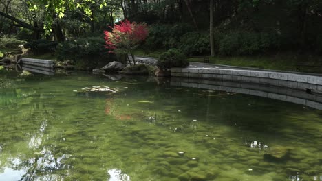 mossy rock on bottom of pond with koi fish in the garden of korean temple in autumn