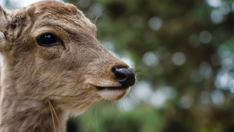 slow motion close-up shot of a small beautiful deer chewing on food and blinking