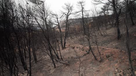 drone push in between black burnt trees and charred ground on mountain hillside