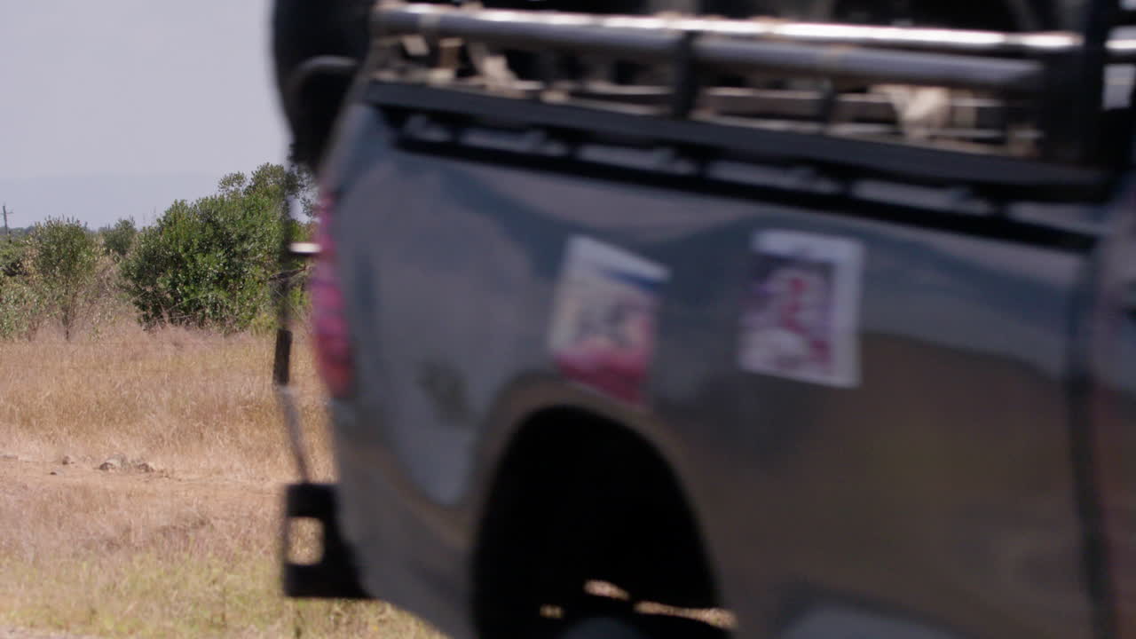 Plano general de un guepardo en guardia merodeando al borde de la carretera.