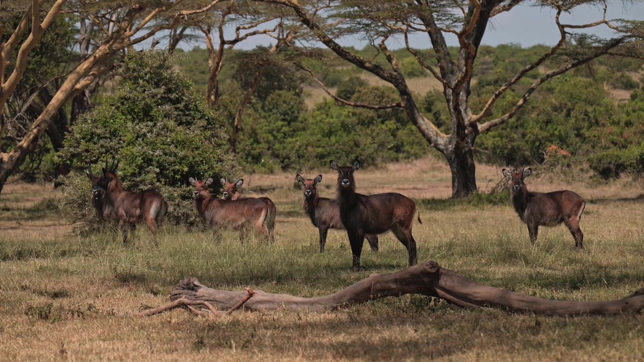 Waterbuck em safári de vida selvagem africana, animais em floresta de acácias na África, rebanho de waterbucks em estado de alerta