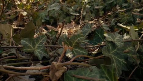 close up slide across ivy vines growing along the forest floor