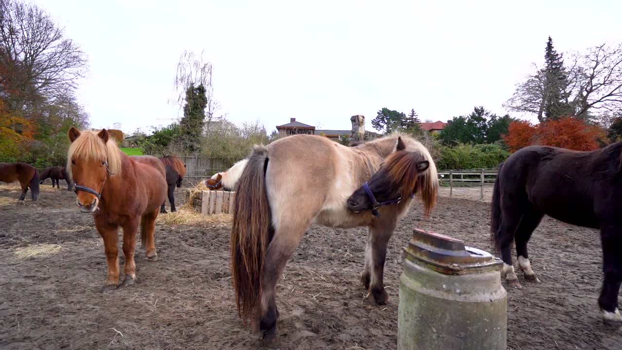 grupo de caballos amigables comiendo, y limpiándose en el rancho en un día nublado de otoño en cámara lenta