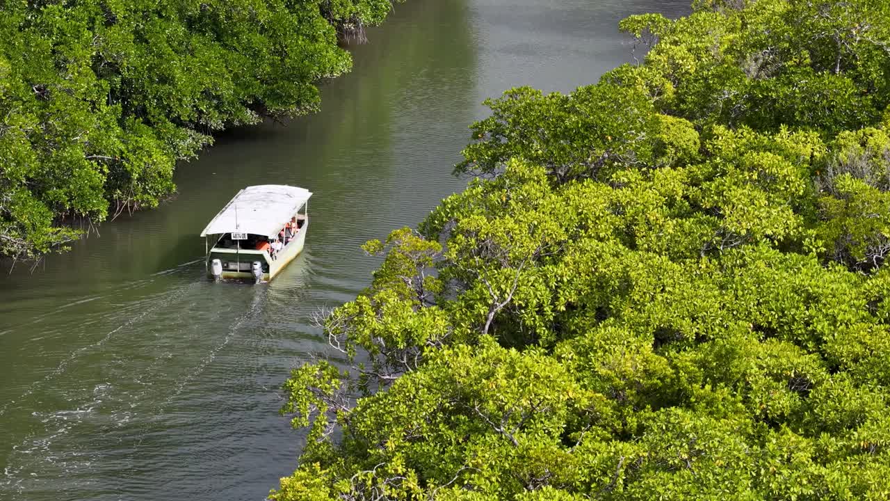 A boat navigates a river surrounded by mangroves