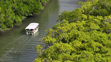 a boat navigates a river surrounded by mangroves